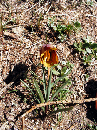 Fritilaria